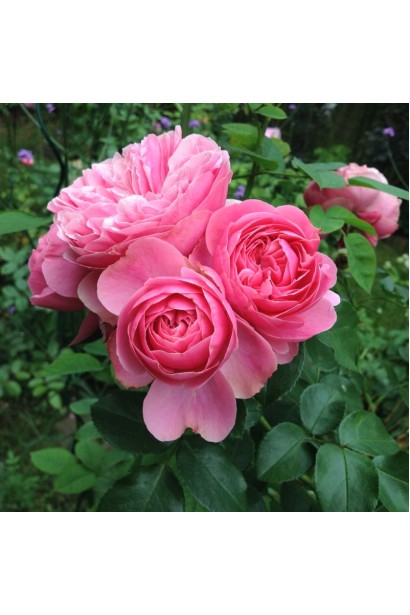 Floribunda Rose Leonardo da Vinci бутони